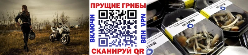 ссылка на мегу ONION  Новопавловск  Галлюциногенные грибы мицелий 